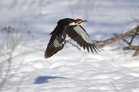 Flight of Pileated Woodpecker | Woodpecker, Male, Flight