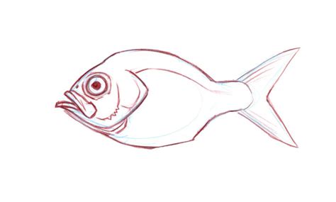 Fish Anatomy for Artists • John Muir Laws