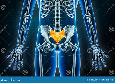 Sacrum and Coccyx X-ray Front or Anterior View. Osteology of the Human ...