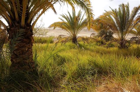 Libyan Desert - Oasis | Siwa Oasis and the Libyan Desert | Pictures ...