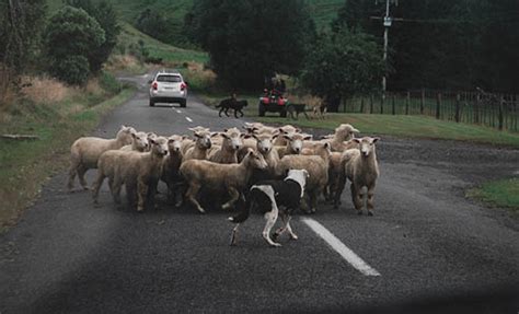 Farmers with more than 5 working dogs | Tararua District Council