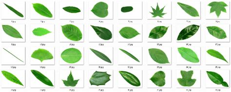 Different Types Of Leaf Shapes