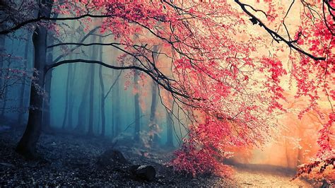 HD wallpaper: pink, forest, trees | Wallpaper Flare