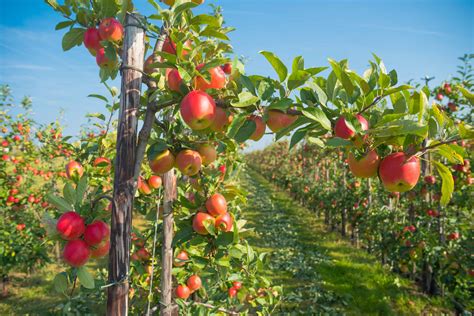 Apple Production, Exports Up for 2019 Crop, Says USApple - USApple