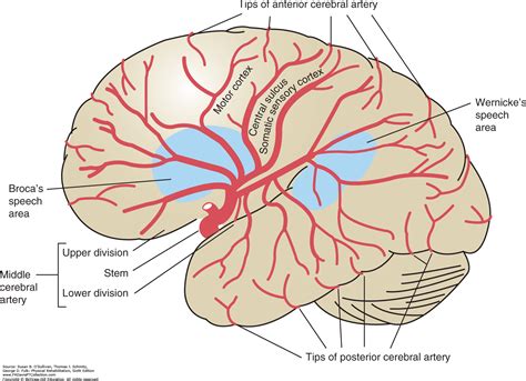 Anterior Cerebral Artery