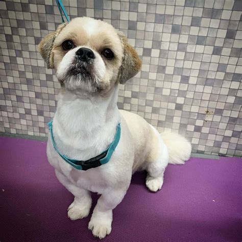 The Best Shih Tzu Haircuts - Find One for Your Dog - K9 Web