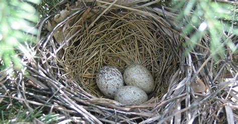 a view from my window: Three Northern Cardinal bird eggs