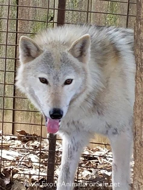 High content wolf hybrids for Sale