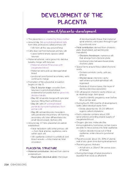 Placenta Development Stages