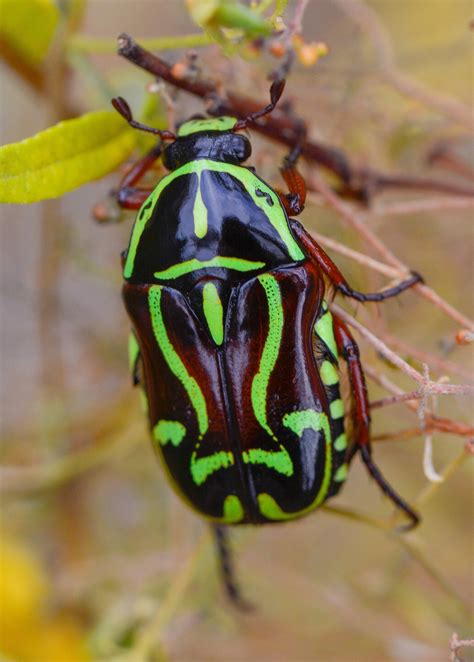 Fiddler Beetle - The Australian Museum