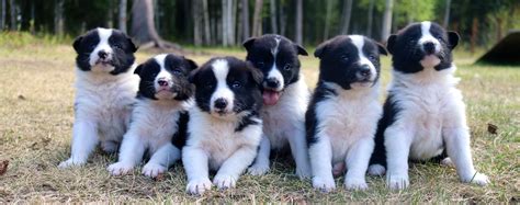 Nyyrikki Kennel Alaska Karelian puppies | Cute animals, Cute puppies ...