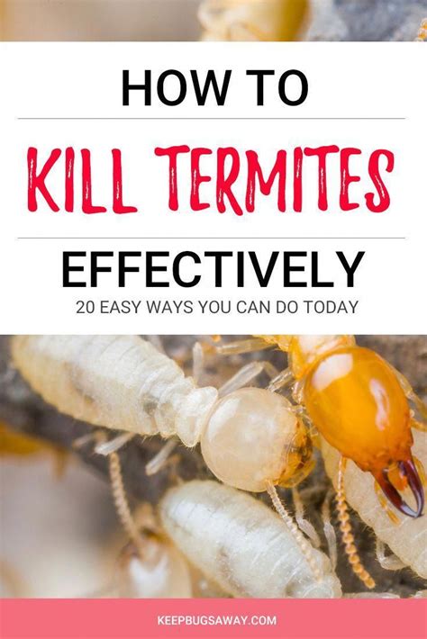 20 Easy Ways You Can Do Today to Kill #termites Effectively | Termites, Termite control, Termite ...