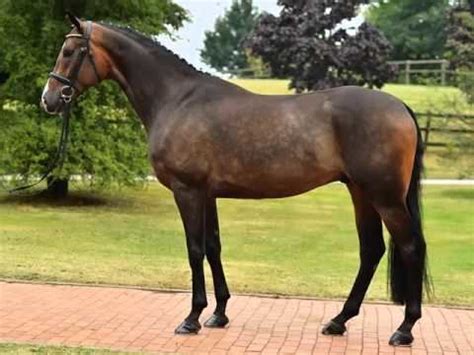 Dutch Warmblood - Alchetron, The Free Social Encyclopedia