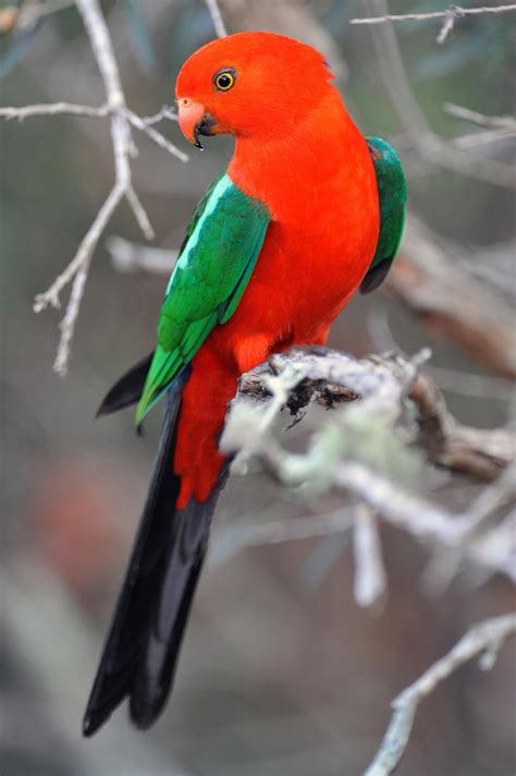 Male King Parrot. | Pet birds, Beautiful birds, Birds