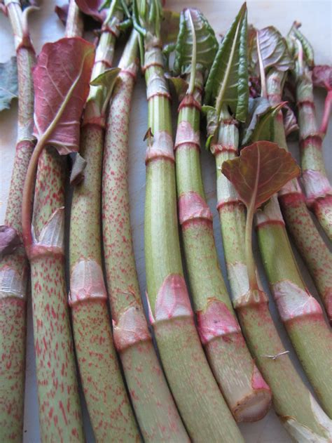 The Joyful Forager-Japanese Knotweed: A Healthy Edible Invasive