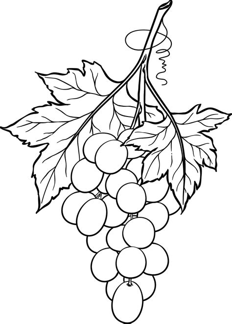 Grapes Line Drawing at GetDrawings | Free download