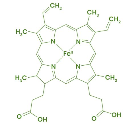 What is Hemoglobin? Definition, Structure and Function - GeeksforGeeks