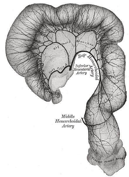 Middle rectal artery - wikidoc