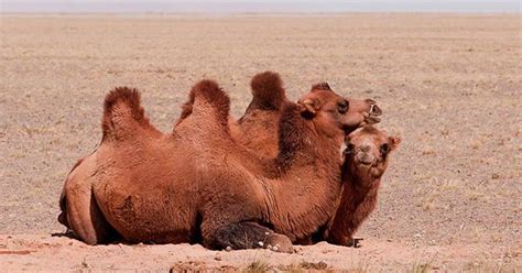 Ecofriendly: Bactrian Camel