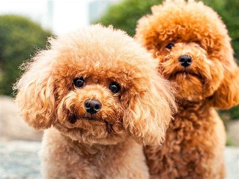 78 Best images about Poodle on Pinterest | Colleges, French poodles and ...