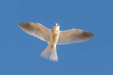 White-tailed Kite | Audubon Field Guide