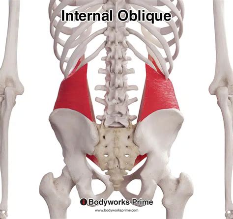 Internal Oblique Muscle Anatomy - Bodyworks Prime