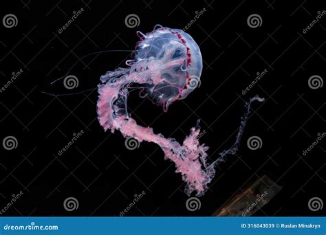 Underwater Photos of Purple Striped Jelly Chrysaora Colorata Stock ...