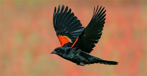 Red-winged Blackbird Migration: A Complete Guide | Bird Fact