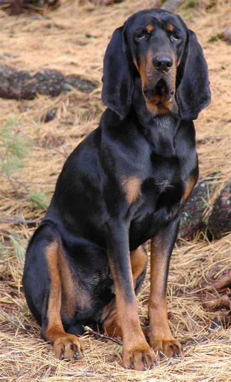 The Black and Tan Coonhound - Are You Curious?