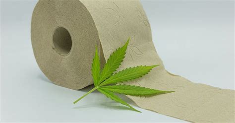 Hemp Toilet Paper (All you need to know) - Climatebiz