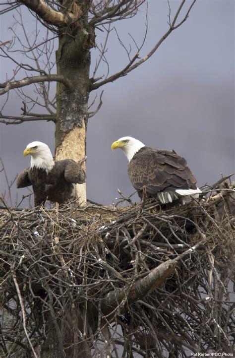 BALD EAGLES THRIVING THROUGHOUT PENNSYLVANIA