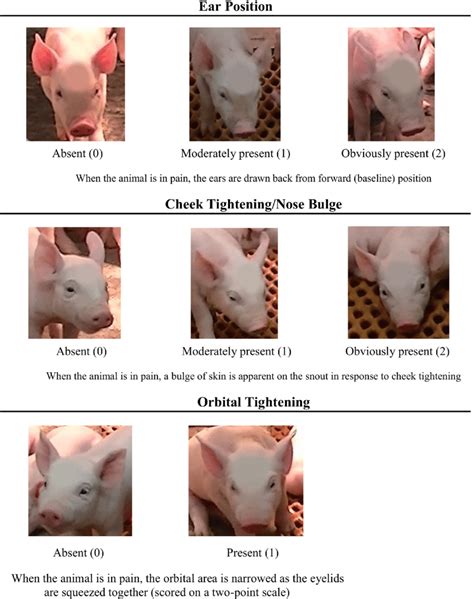 | Piglet grimace scale with descriptions for each of the three facial... | Download Scientific ...