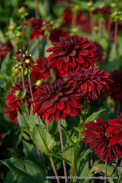 Deep Red Flowers | Color: Red | Pinterest