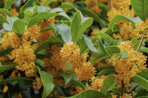 Osmanthus Flower Types, How to Grow and Care | Florgeous