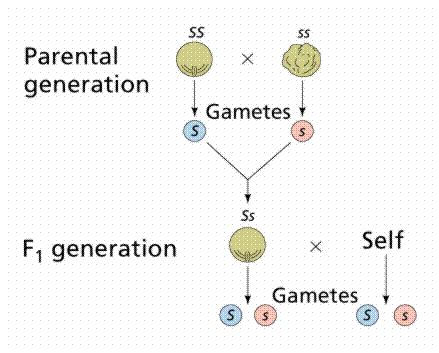 Intro to Genetics