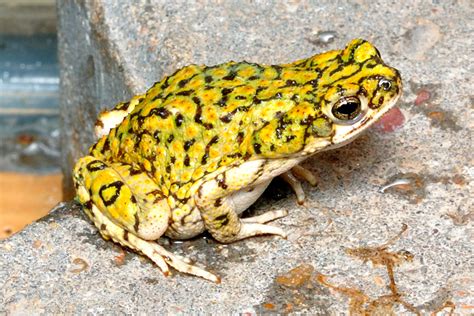 North American Green Toad (Anaxyrus debilis)