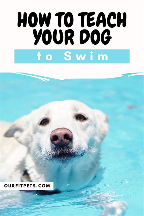 How to Teach Your Dog to Swim | Our Fit Pets in 2021 | Cat advice, Dogs, Teaching