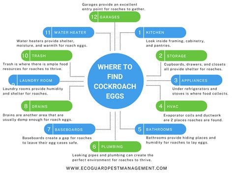 Guide to Cockroach Eggs: Size, Appearance, & Frequency | EcoGuard