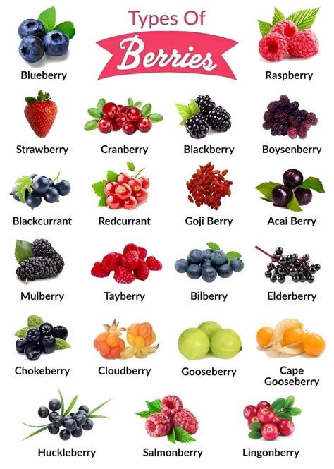 A cool guide about types of berries : r/coolguides