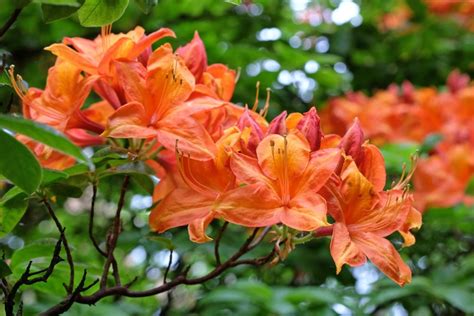 Guide to Azalea Shrub Care - MyGardenLife