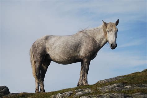 Eriskay Pony - Wikipedia