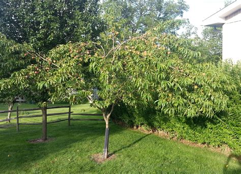 Reliance Peach Tree – Crazy for Gardening