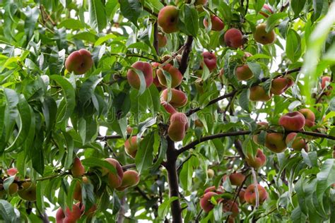 Branches with Donut Peaches and Green Leaves. Peach Tree Stock Image ...