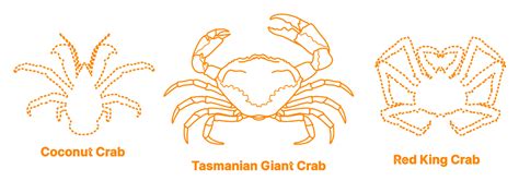 Tasmanian Giant Crab (Pseudocarcinus gigas) Dimensions & Drawings ...