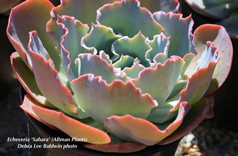 Echeveria Details, Photos & Varieties | Debra Lee Baldwin