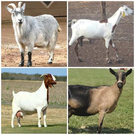 Breeds of goat in Nigeria and their characteristics - Legit.ng