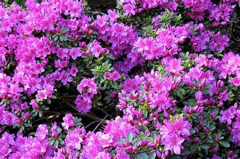 Encore Azaleas | Dwarf Encore Azaleas - PlantingTree