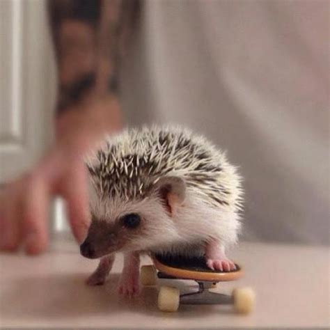 These 30 Cute Hedgehogs Will Kill You With Cuteness.