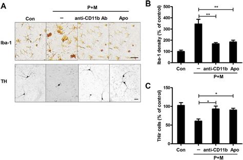 Blocking CR3 alleviates paraquat and maneb-induced microglial... | Download Scientific Diagram