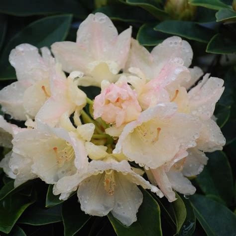 Towhead Rhododendron | Plant Addicts